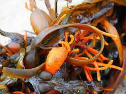 Bladderwrack